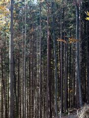 Ich sehe den Wald vor lauter Bäumen nicht