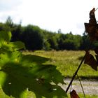 Ich sehe den Wald vor lauter Blättern nicht!