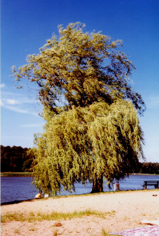 Ich sehe den Wind