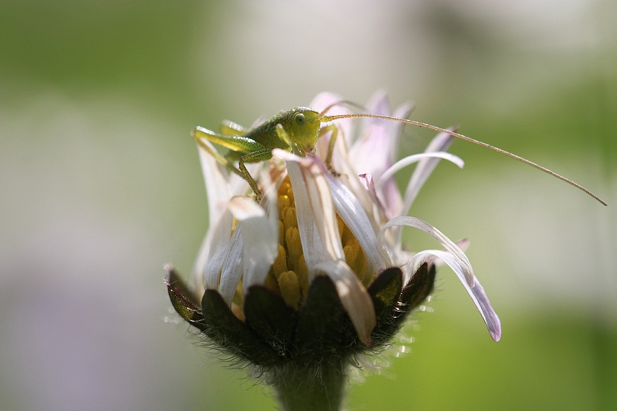 Ich sehe dich, du tüchtige Fotografin!