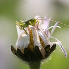 Ich sehe dich, du tüchtige Fotografin!