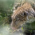 Ich sehe dich – ein Leopard auf der Jagd