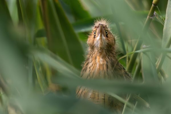 Ich sehe dich genau...