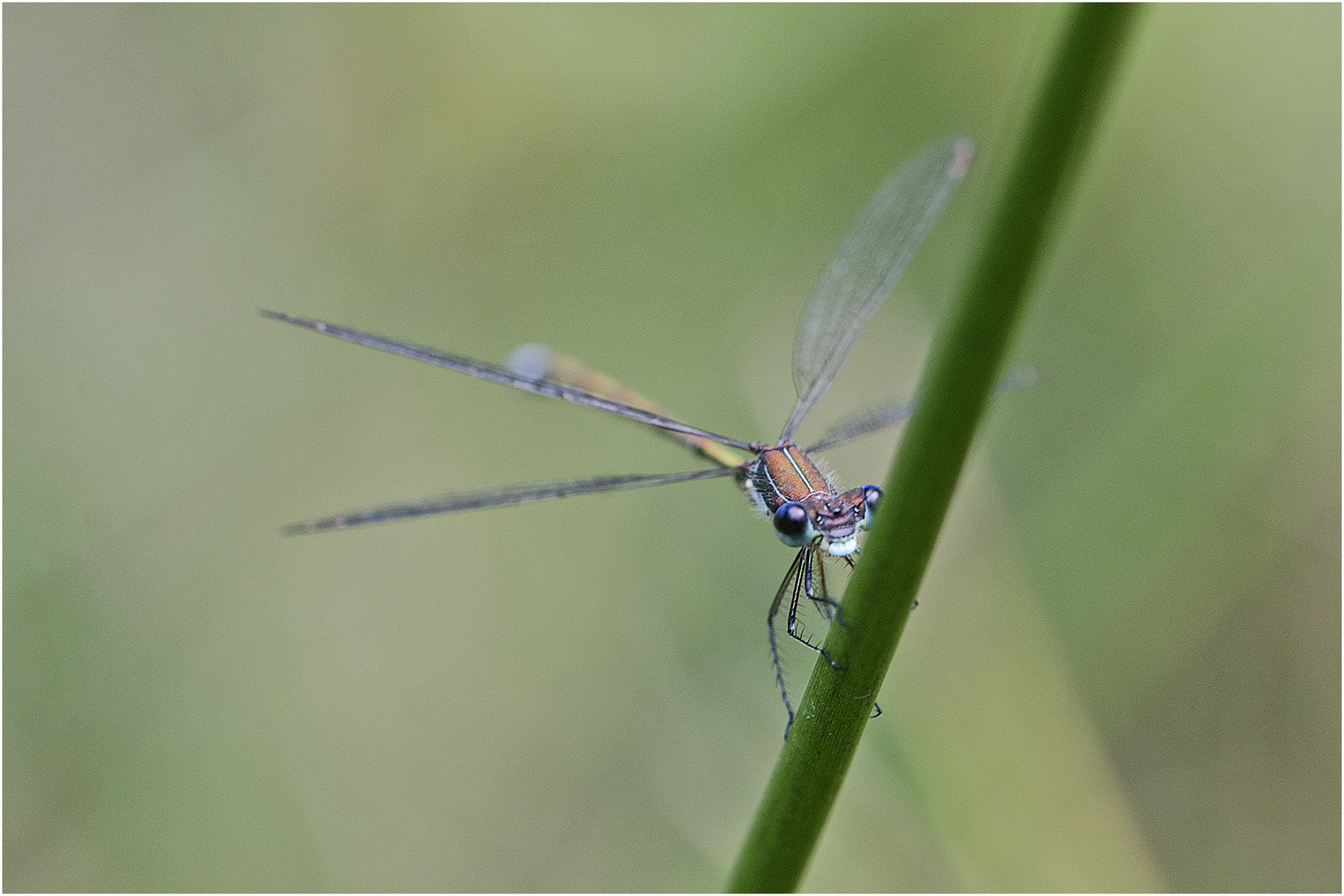 "Ich sehe dich genau!" machte mir die Glänzende Binsenjungfer (Lestes dyras) (?). . .