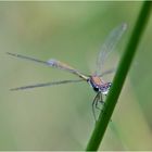 "Ich sehe dich genau!" machte mir die Glänzende Binsenjungfer (Lestes dyras) (?). . .