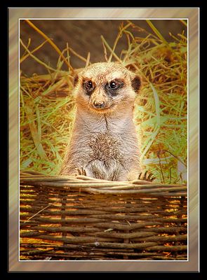 Ich sehe Euch........