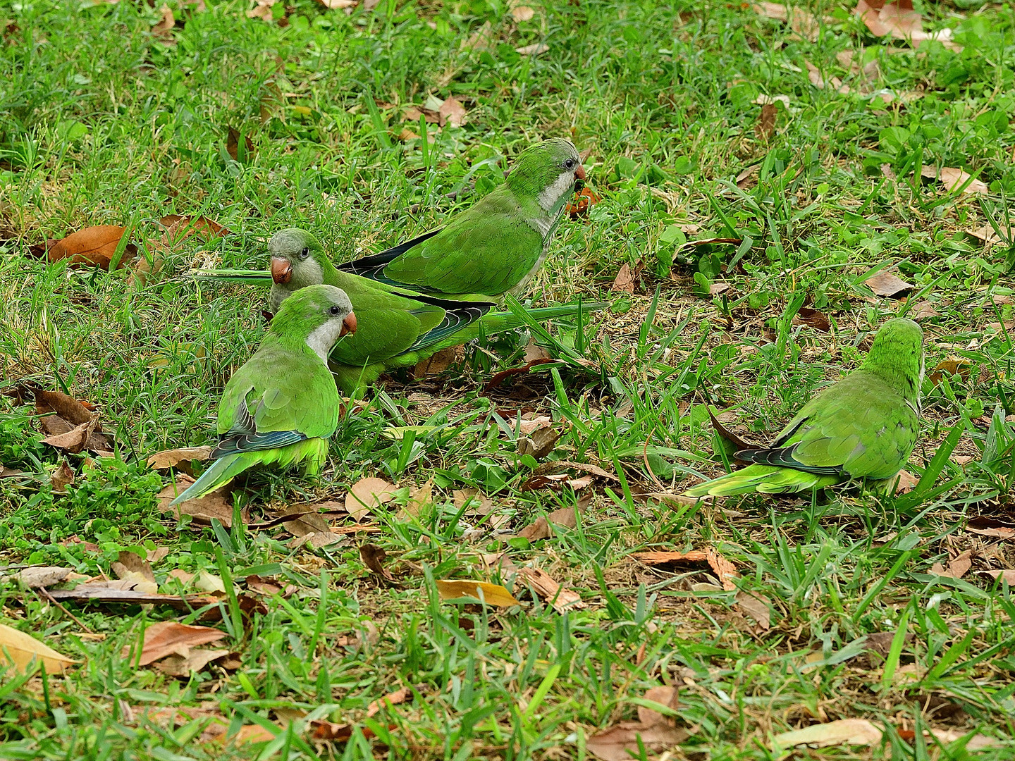 Ich sehe nur grün! I see only green, veo solo verde