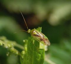 Ich sehe überall nur noch Wanzen !!! Diesmal ist es Neolygus viridis