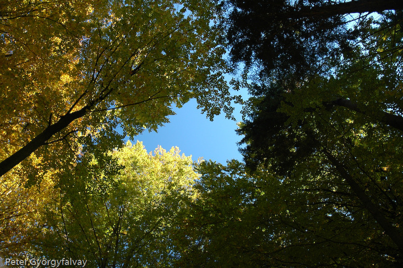 Ich sehe vor lauter Wald die Bäume nicht