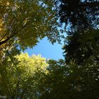 Ich sehe vor lauter Wald die Bäume nicht