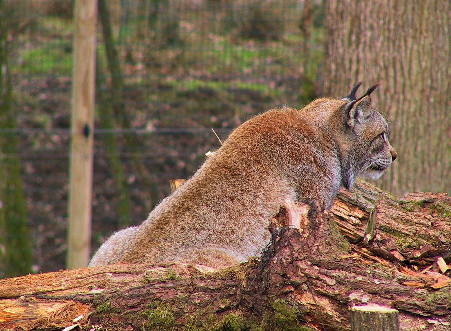 Ich sehe was... Luchs mit seinen schönen Pinselohren