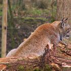 Ich sehe was... Luchs mit seinen schönen Pinselohren