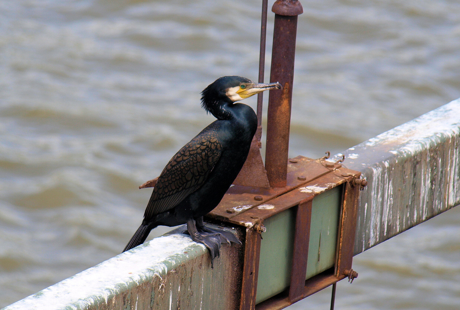 Ich sitz hier nur... Foto & Bild tiere, wildlife, wild lebende vögel