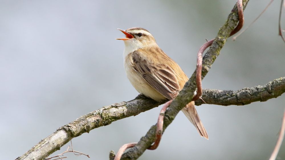 Ich sitz hier oben und sing