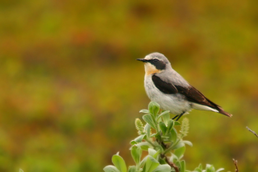.........Ich sitze hier und singe ..........