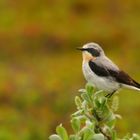 .........Ich sitze hier und singe ..........