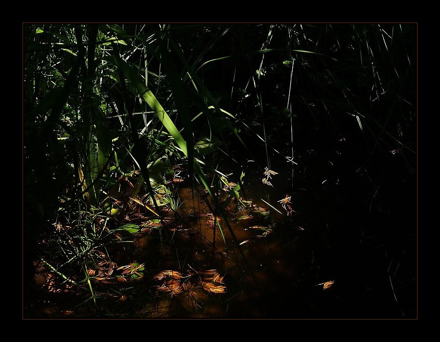 ich sitze unter der silberfichte und schaue in den teich.