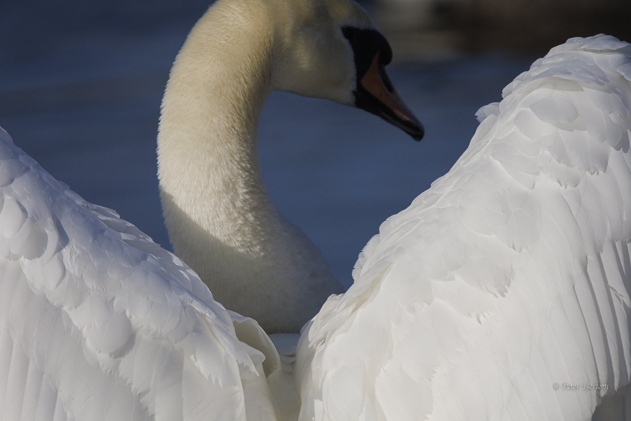 . . . ich soll ein Entenvogel sein?