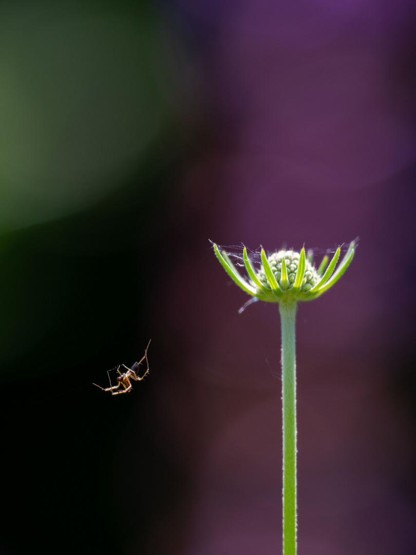 Ich spinne ein Netz