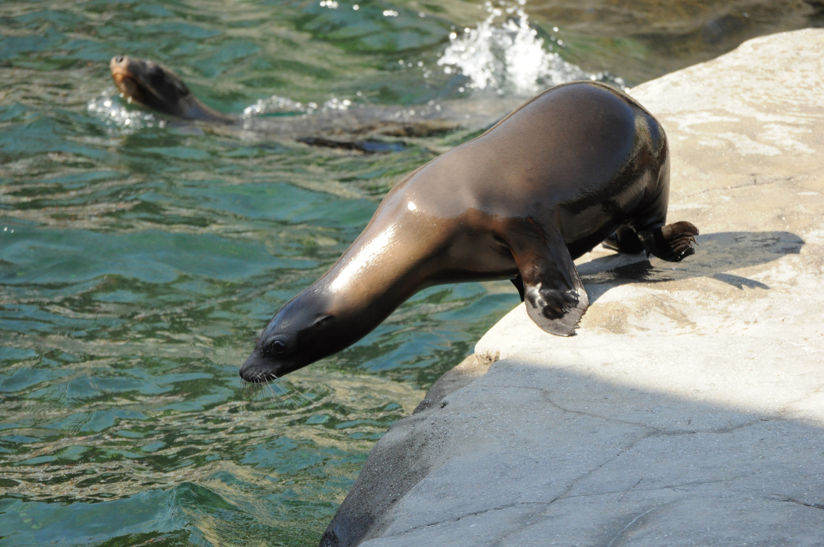 Ich spring jetzt ins Wasser juhe !!!