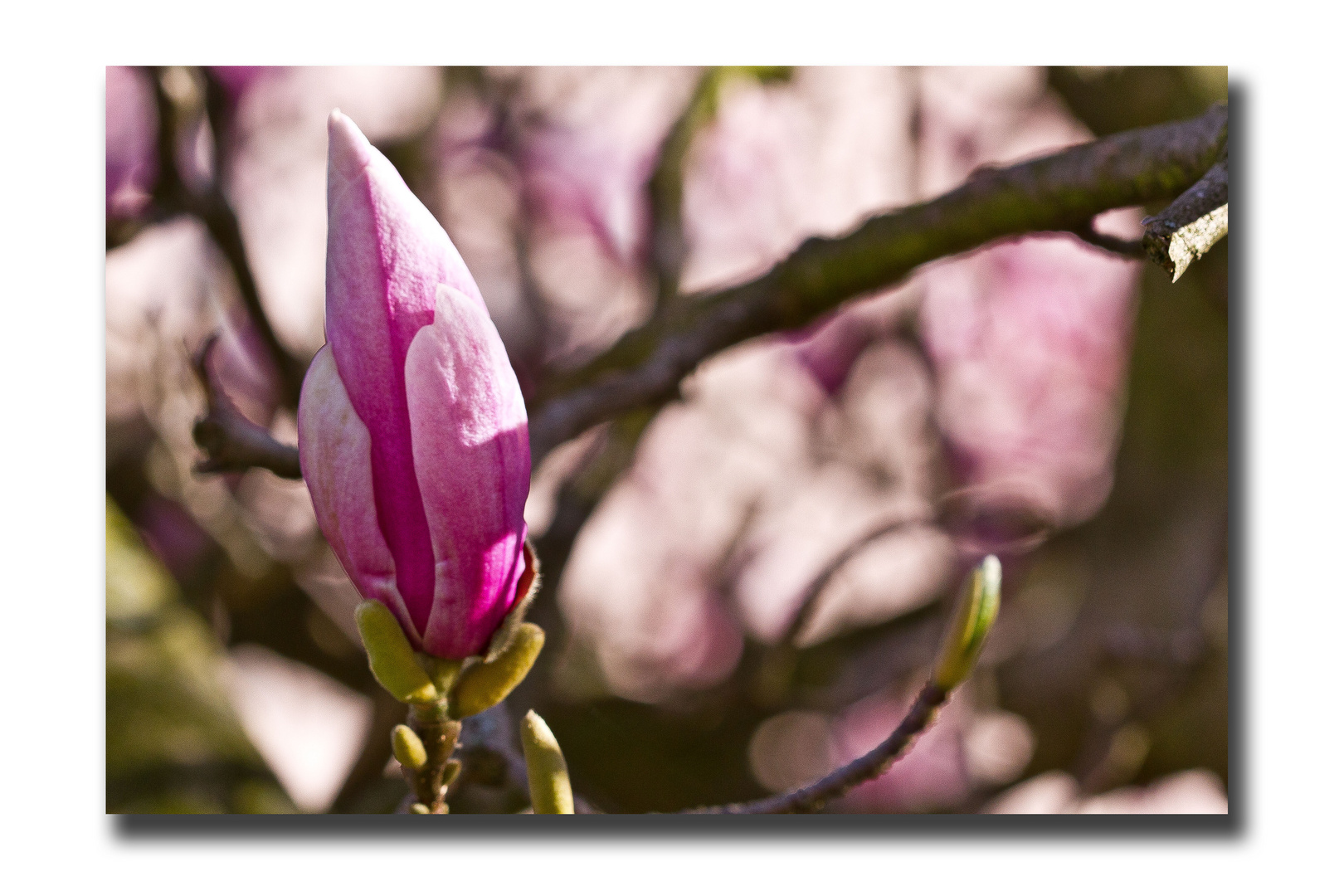 Ich spühr den Frühling :-)