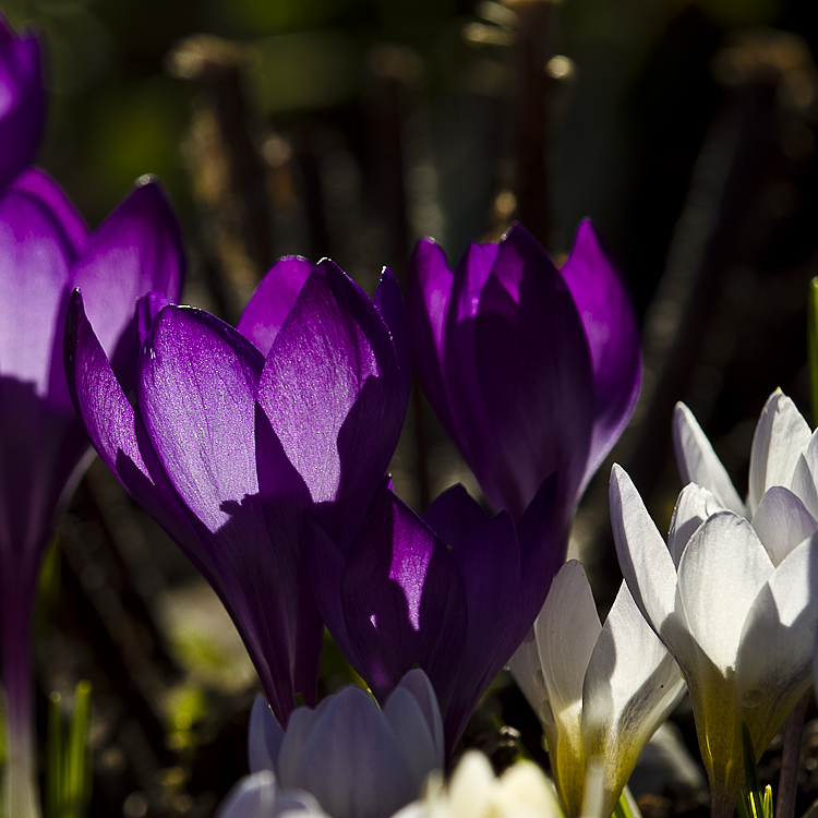 ich spühre den frühling