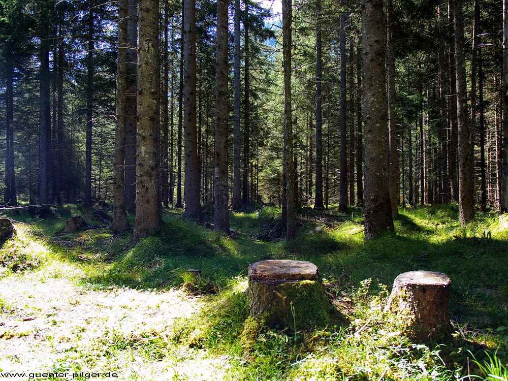 Ich stand im mitten im Wald - in Mittenwald