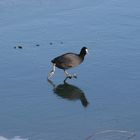 ich starte für 500m Eisschnelllauf