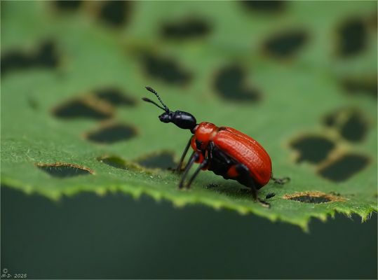 Ich staunte nicht schlecht ...