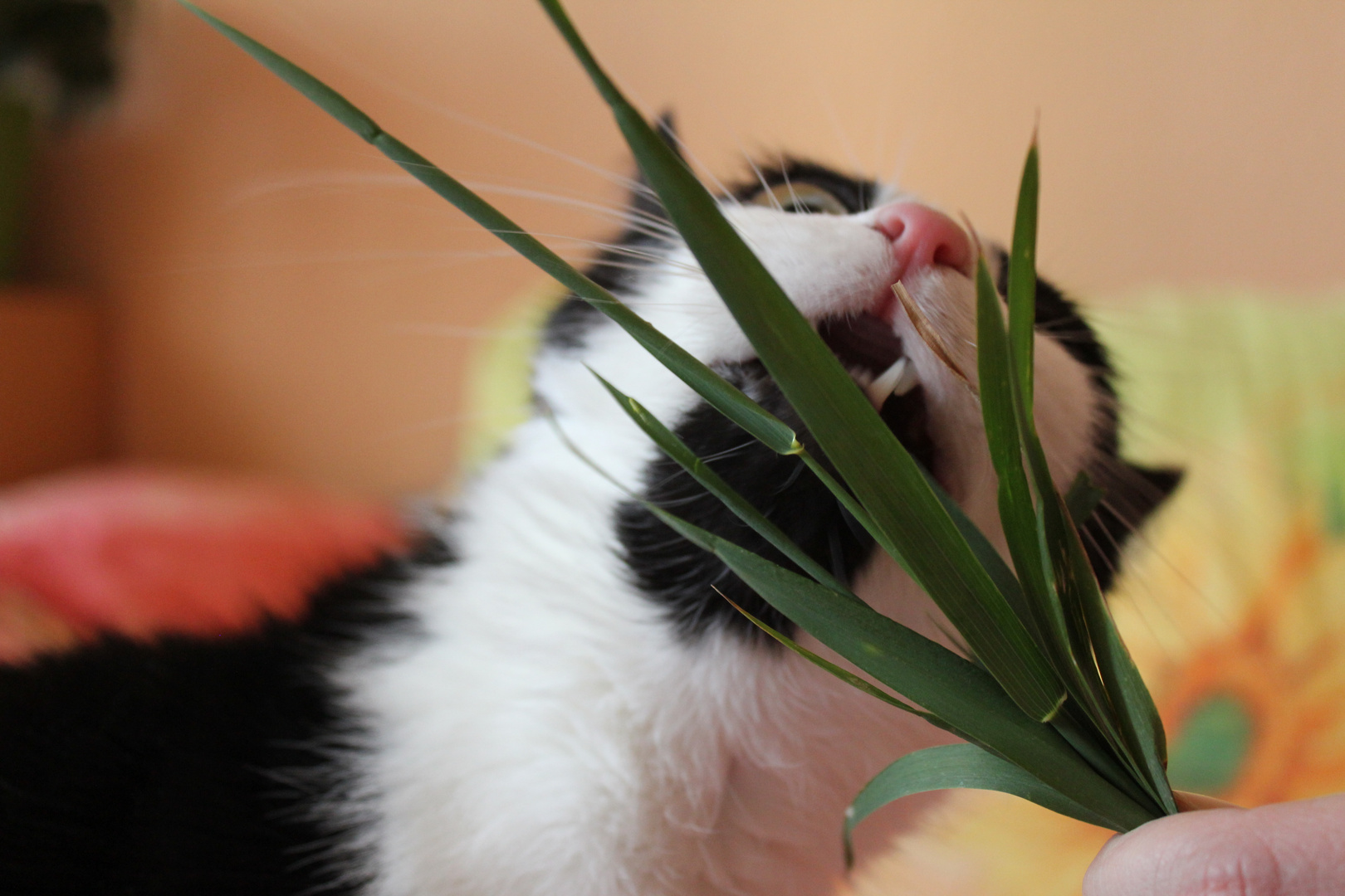 Ich steh auf Gras