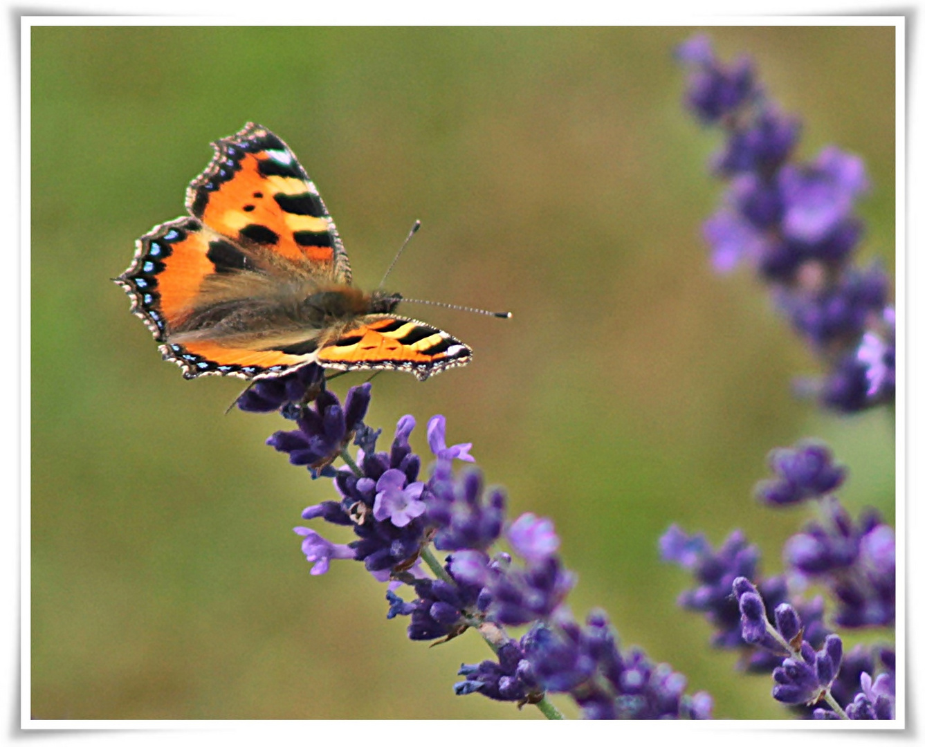 Ich steh auf Lavendel