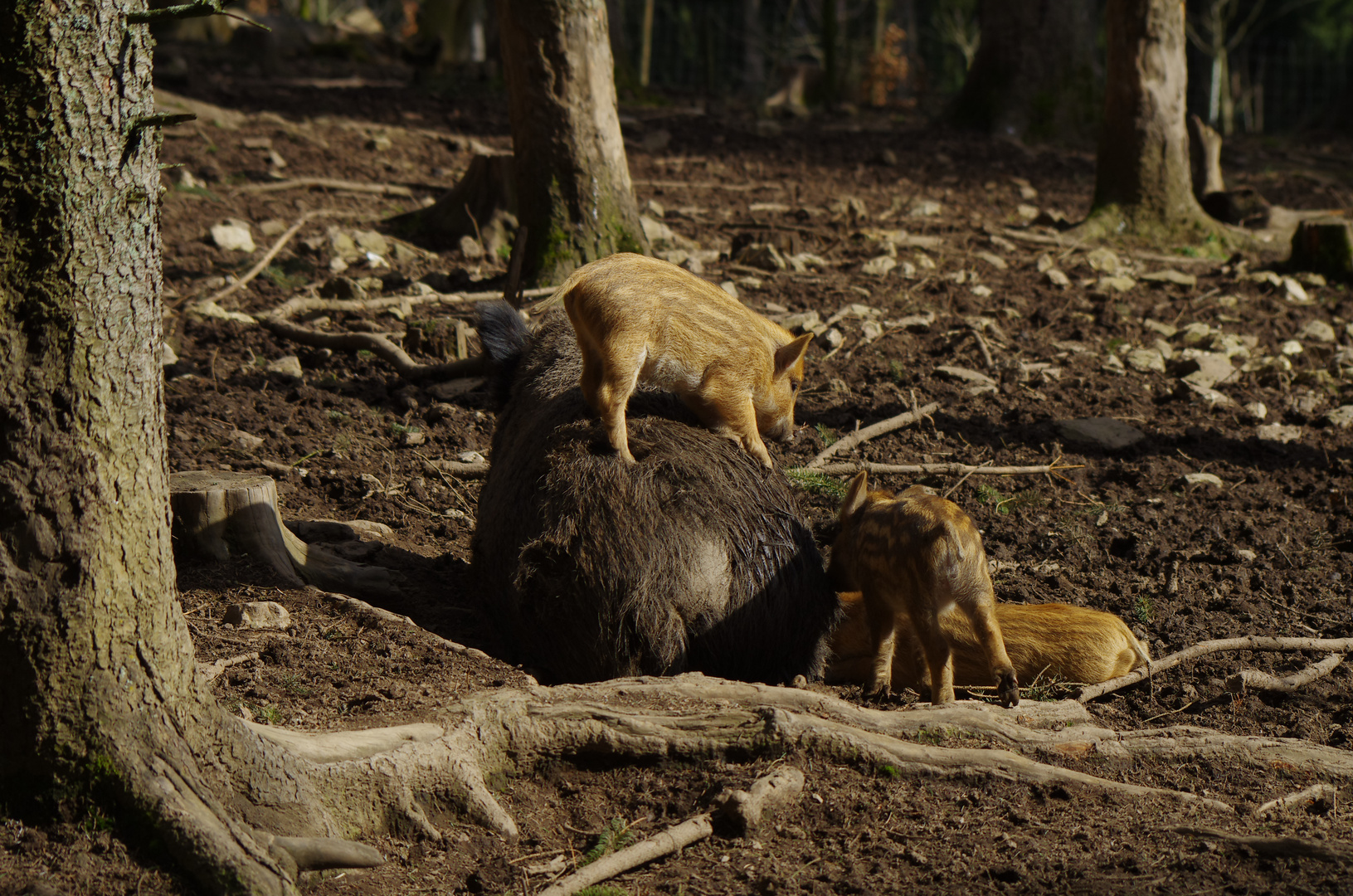 "Ich steh auf Mama"