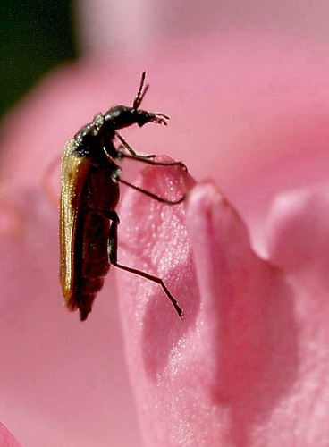 "ich stehe absolut auf Rosen"