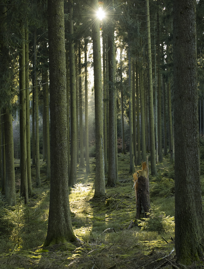 Ich stehe im Wald