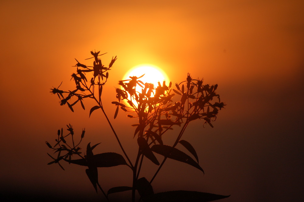 Ich stehe vor der Sonne