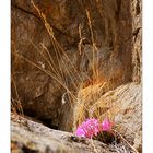 ich stelle nochmals ein schönes Blümchen am Felsen hinein............