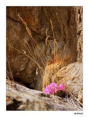 ich stelle nochmals ein schönes Blümchen am Felsen hinein............