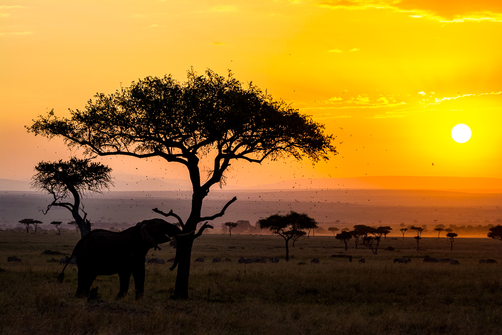 Ich stoße dich. Morgenbeschäftigung eines Elefants in der Maasai Mara