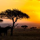 Ich stoße dich. Morgenbeschäftigung eines Elefants in der Maasai Mara