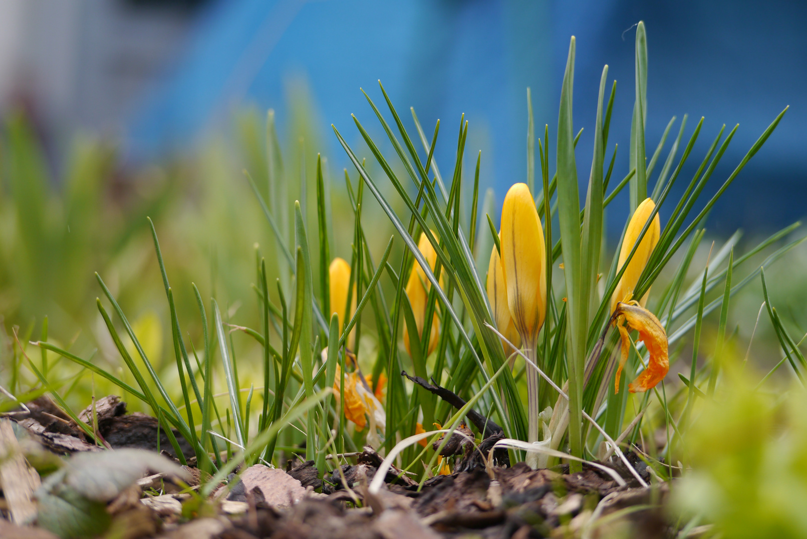 Ich such den Frühling überall...