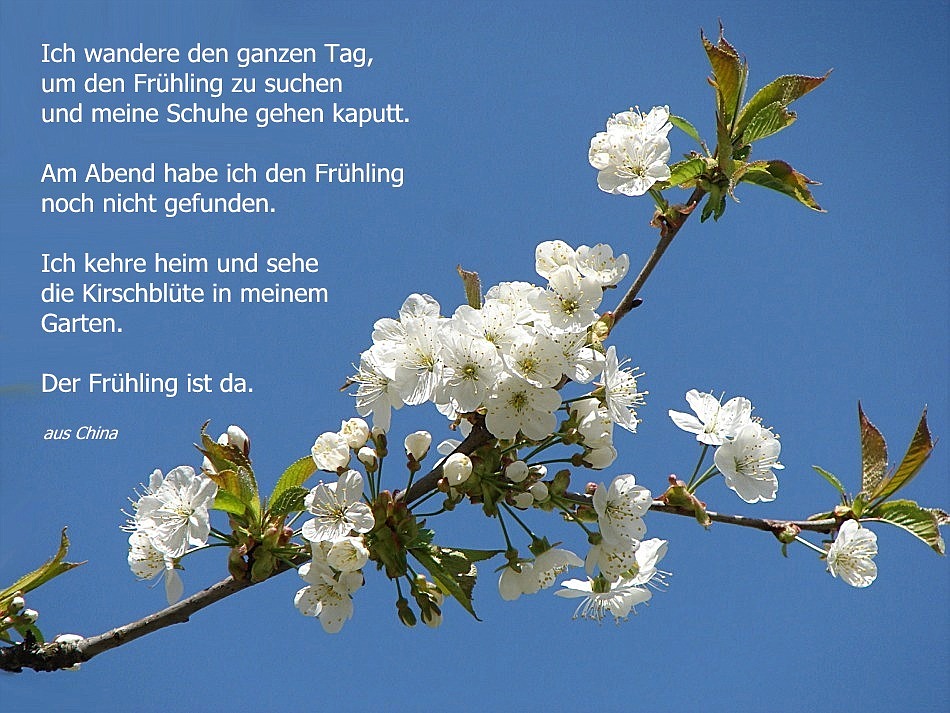 Ich suche den Frühling Foto & Bild karten und kalender, karten 2009