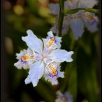 Ich suche den Namen dieser wunderschönen Blume!