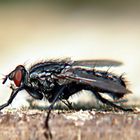 Ich suche Libellen, aber ich fühle mich wie der Herr der Fliegen weil nur sie sich mir zeigen.