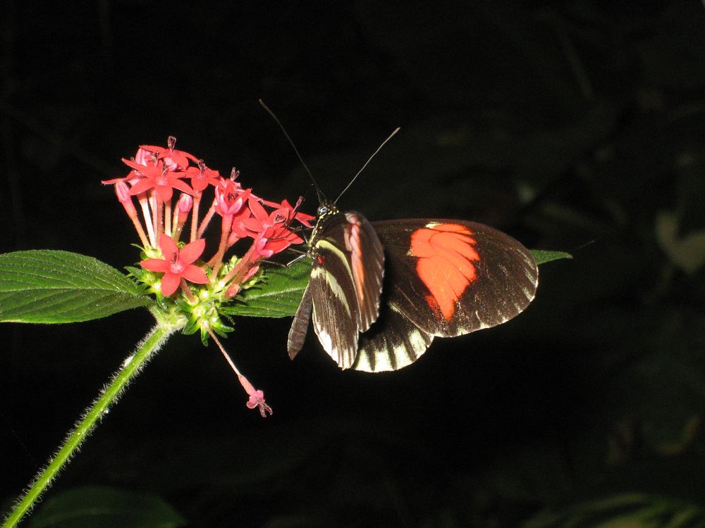 Ich Tanke Bio Sprit Foto Bild Tiere Natur Bilder Auf Fotocommunity
