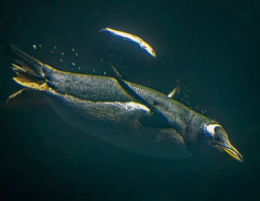 Ich tauch dann mal ab