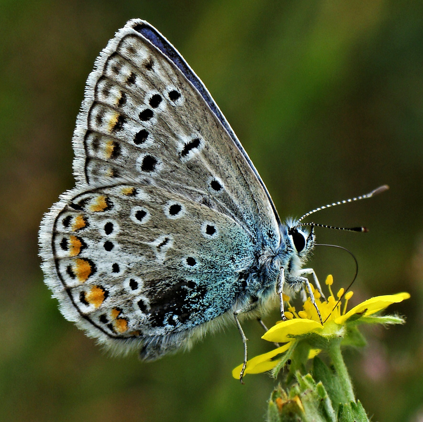 Ich taufe ihn "Tintenklecks-Bläuling" (Lycaenidae manfredaltgott)......