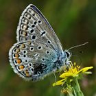 Ich taufe ihn "Tintenklecks-Bläuling" (Lycaenidae manfredaltgott)......