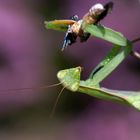 Ich teile nicht..  Europäische Gottesanbeterin ( Mantis religiosa) beim fressen