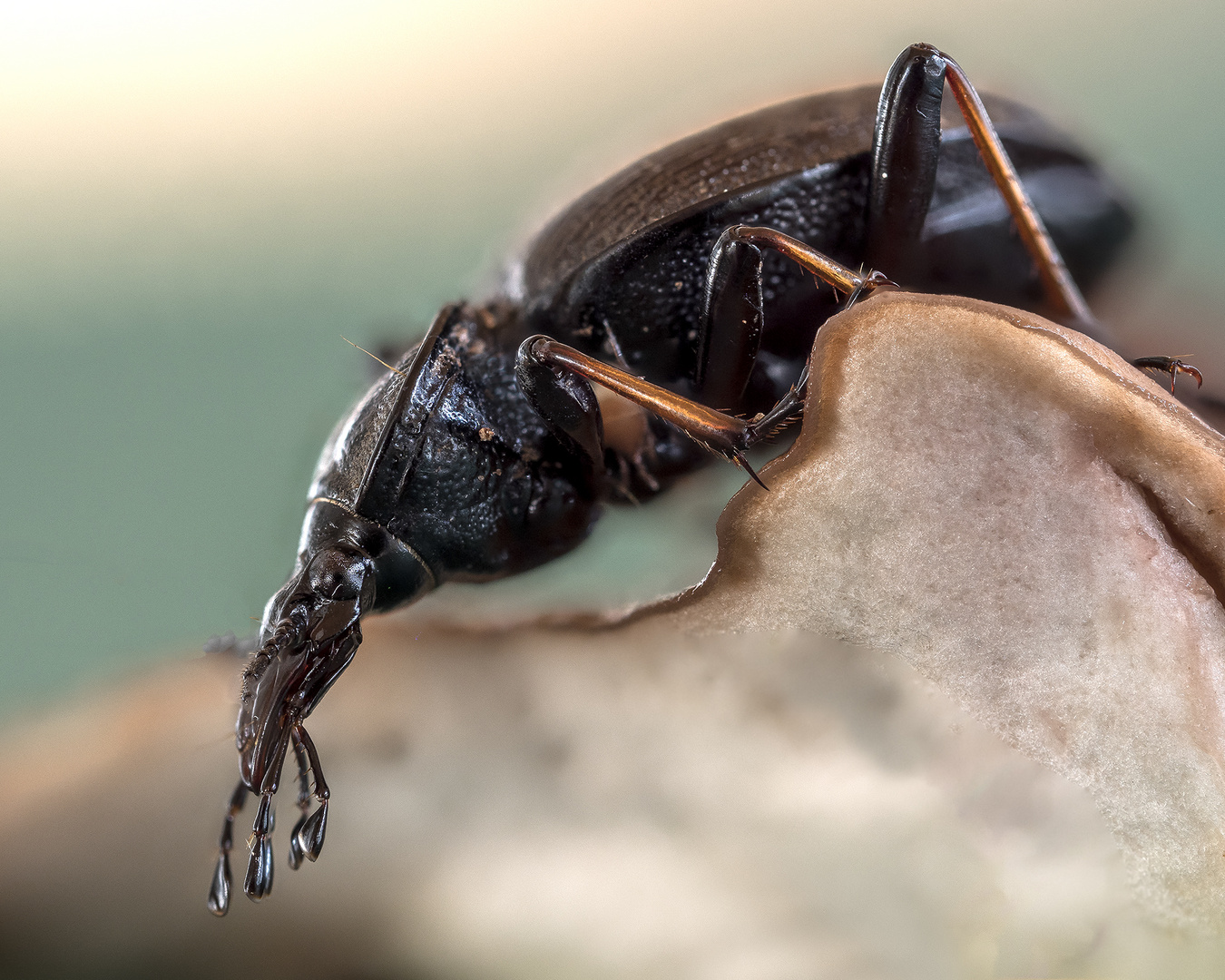 Ich tippe auf Lederlaufkäfer ( Carabus coriaceus )