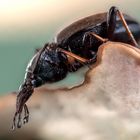 Ich tippe auf Lederlaufkäfer ( Carabus coriaceus )